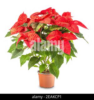 Poinsettia rossa nel vaso di fiori Foto Stock