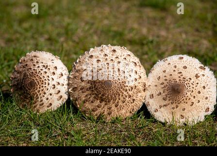 Fungo parasolo maturo Macrolepiota procera o Lepiota procera Foto Stock