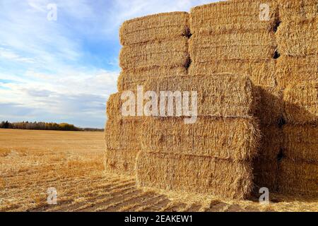 Una pila di balle quadrate di fieno in un campo agricolo Foto Stock