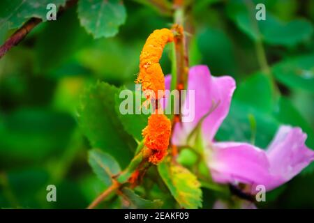 Primo piano di un ramo coperto di ruggine di rosa Foto Stock