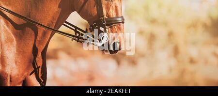 Il muso di un bel cavallo di strel, che indossa una briglia di cuoio, illuminato dalla luce solare brillante in un giorno d'autunno. Equitazione. Foto Stock