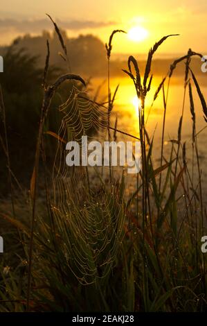 Lago al tramonto, erba costiera e alberi. Luce del tramonto sopra l'acqua. Foto Stock