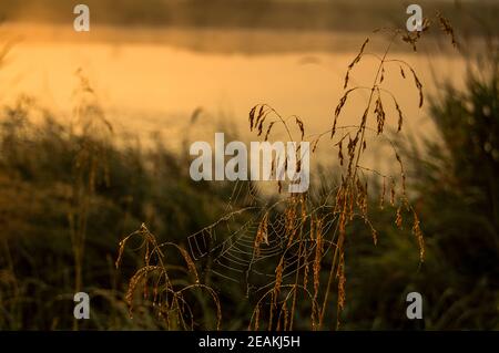 Lago al tramonto, erba costiera e alberi. Luce del tramonto sopra l'acqua. Foto Stock