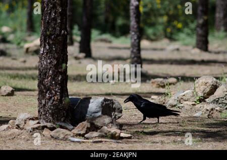 Isole Canarie corvus corax canariensis in una foresta. Foto Stock