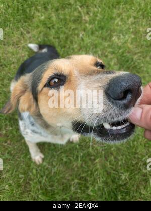 Ritratto ritratto di misto-razza tre-colorato femmina cane che riceve dainty da padroneggia la mano mentre siedi sul prato verde Foto Stock