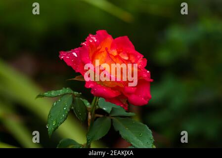 Bella rosa rossa coperta di gocce di rugiada contro il verde scuro sfondo Foto Stock