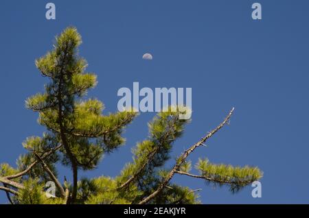 Pino delle Isole Canarie Pinus canariensis e luna. Foto Stock