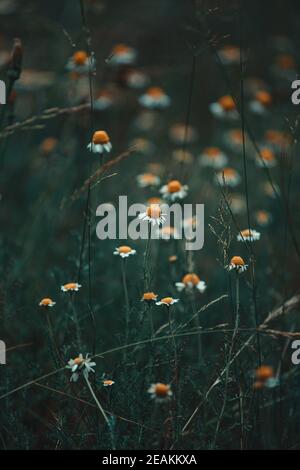 Un primo piano di alcune margherite nel mezzo di l'erba Foto Stock