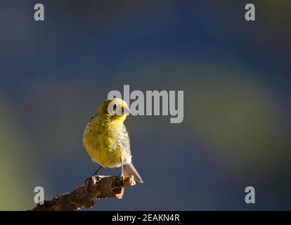 Atlantico canary Serinus canarius su una succursale. Foto Stock