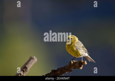 Atlantico canary Serinus canarius su una succursale. Foto Stock