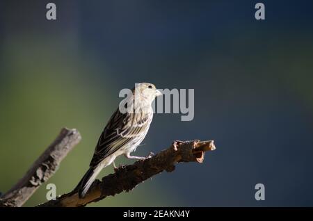 Atlantico canary Serinus canarius su una succursale. Foto Stock