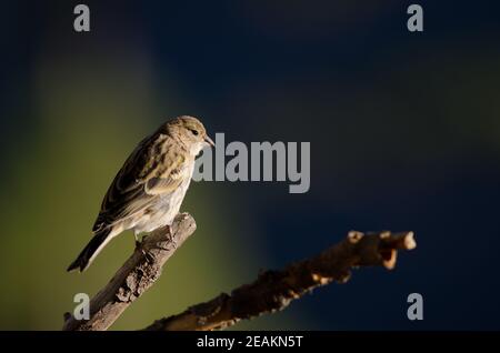 Atlantico canary Serinus canarius su una succursale. Foto Stock