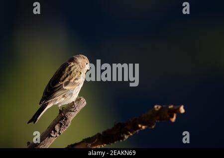 Atlantico canary Serinus canarius su una succursale. Foto Stock