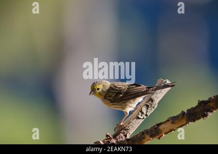 Atlantico canary Serinus canarius su una succursale. Foto Stock