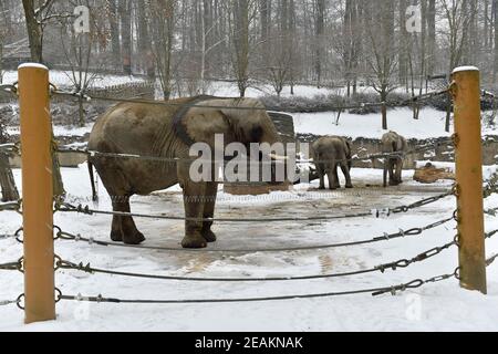 Zlin, Repubblica Ceca. 10 Feb 2021. Gli elefanti africani godono di neve durante la fredda giornata invernale nel loro recinto all'aperto nello zoo di Zlin, Repubblica Ceca, Mercoledì, 10 febbraio 2021. Credit: Gluck/CTK Photo/Alamy Live News Foto Stock