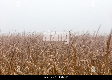 canne d'arancia che soffiano nel vento Foto Stock