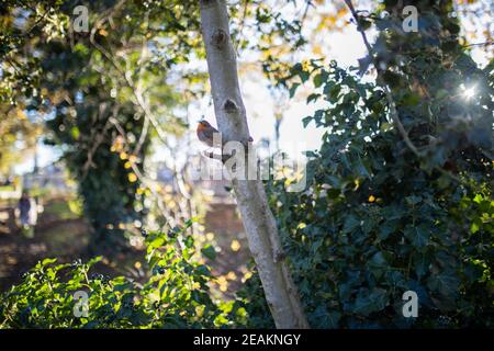 Maestoso robin in piedi sul piccolo ramo di un albero Foto Stock