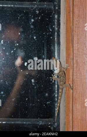 Il muro di Boettger gecko e fotografo riflesso nella finestra. Foto Stock