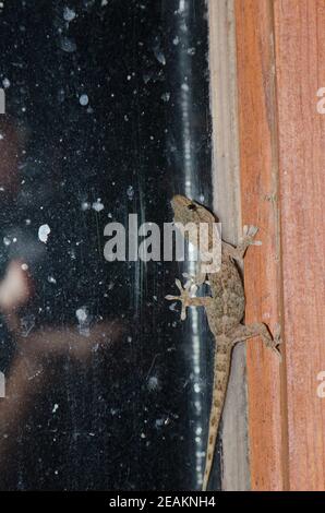 Il muro di Boettger gecko e fotografo riflesso nella finestra. Foto Stock