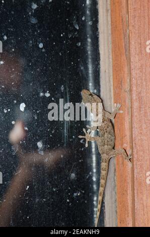 Il muro di Boettger gecko e fotografo riflesso nella finestra. Foto Stock