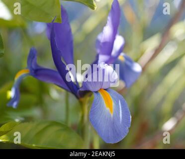 Blu tenue con iris olandese giallo o Iris × hollandica. Sfondo sfocato Foto Stock