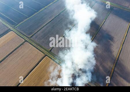 La combustione di paglia di riso nei campi. Fumo dalla combustione della paglia di riso nei controlli. Fuoco sul campo Foto Stock