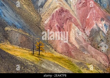 Colline colorate sull'altai. Due soli alberi in montagna. Foto Stock