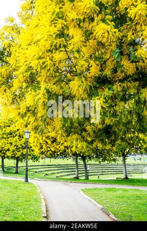 Rigogliosi alberi di acacia mimosa nel parco Foto Stock