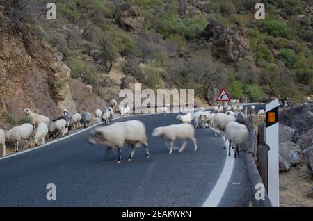 Gregge di pecore Ovis aries sulla strada. Foto Stock