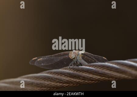 Maschio immaturo del darter rosso-venato Sympetrum fonscolombii. Foto Stock