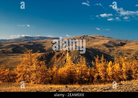 I monti altai. Paesaggio naturale sui monti Altai e nelle gole tra le montagne. Foto Stock