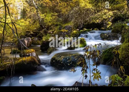 il fiume di montagna scorre sopra le rocce. I fiumi sono altai. La natura è altai. Foto Stock