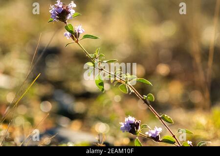 Piante in prato ad Altai. Erbe e fiori di Altai. Foto Stock