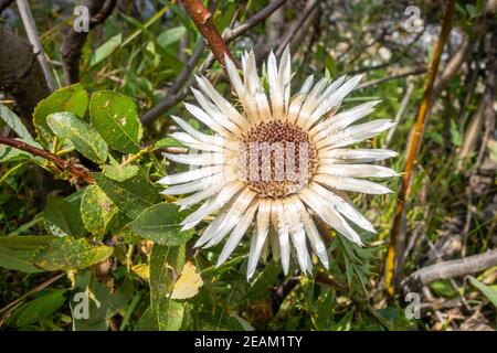 Carline senza stelo nella valle del Parco Nazionale della Vanoise, alpi francesi Foto Stock