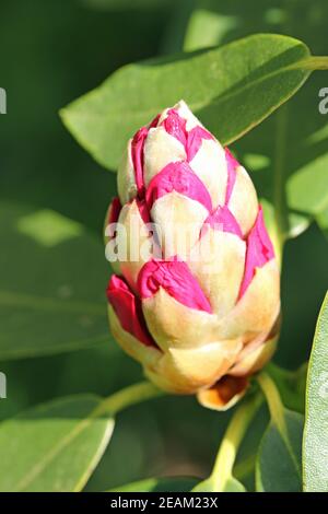 Rosa rododendro fiore germoglio Foto Stock