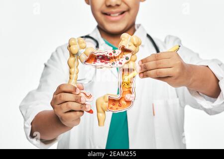 Modello anatomico degli intestini nelle mani del bambino, primo piano. Ragazzo che punta penna ad una patologia degli intestini. Studiare anatomia umana e biologia a scuola Foto Stock