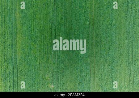 La texture del campo di grano. Sullo sfondo di un giovane Grano verde sul campo. Foto da quadrocopter. Foto aerea del campo di grano Foto Stock