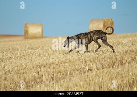 Levriero spagnolo in gara meccanica lepre in campagna Foto Stock