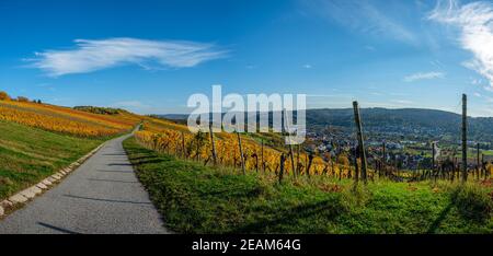 Germania vigneto paesaggio panoramico in autunno Foto Stock