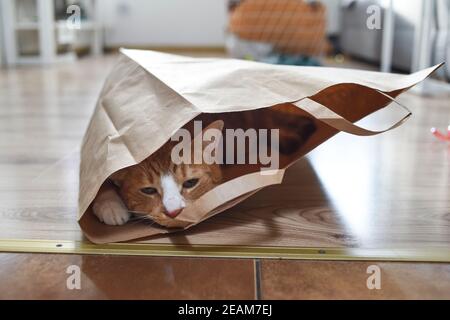 Gatto domestico sdraiato in una borsa di carta a casa. Foto Stock