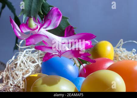 Decorazioni di pasqua. Nel cesto di vimini è una gallina con uova colorate nella covata. In fondo è il fiore del cactus di pasqua. Foto Stock