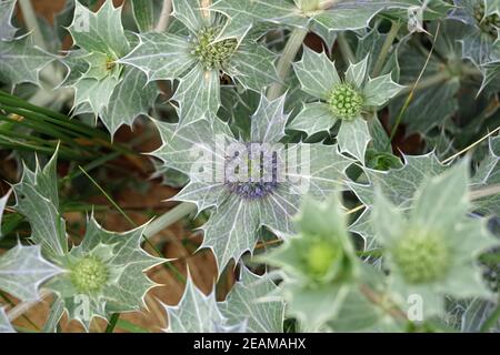 Blue Thistle presso la Murder Hole Beach Boyeghether Bay Foto Stock