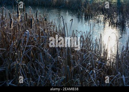 Canne erbacee con brina al lago al freddo giorno Foto Stock