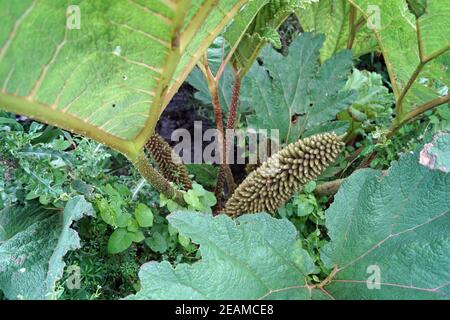 Green Plant Clapper Bridge sopra Carrownisky River Ireland County Mayo Killeen Bunlahinch Foto Stock