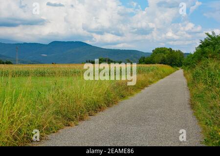 Una pista ciclabile non marcata nella rurale Friuli-Venezia Giulia, nel nord-est dell'Italia, vicino a Cividale del Friuli. Un campo di mais si può vedere sulla sinistra Foto Stock