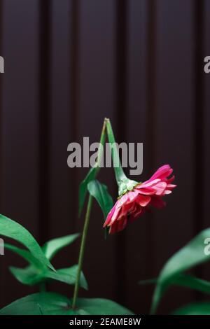 Rotto. Un primo piano di zinnia rosa spezzata su sfondo scuro. Simbolo di depressione, dolore, solitudine, tristezza. Fotografia verticale. Messa a fuoco selettiva Foto Stock