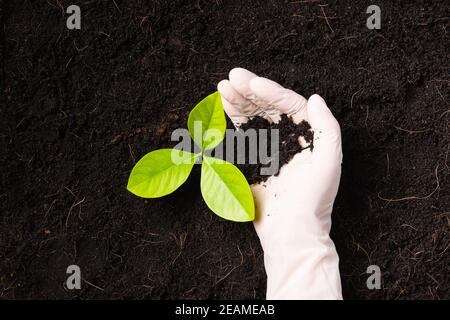 Mano di ricercatrice donna indossare guanti le piantine sono un verde albero che cresce piantando Foto Stock