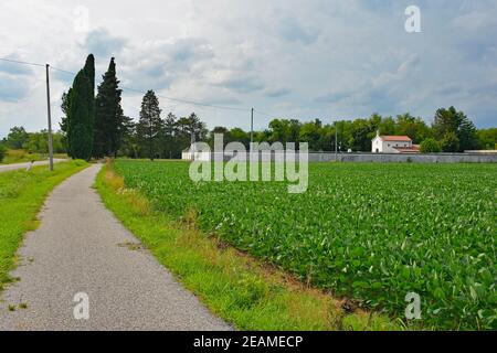 Una pista ciclabile non marcata nella rurale Friuli-Venezia Giulia, nel nord-est dell'Italia, vicino a Cividale del Friuli. Un campo di soyabeans può essere visto sulla destra e un Foto Stock