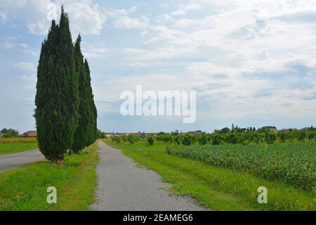 Una pista ciclabile non marcata nella rurale Friuli-Venezia Giulia, nel nord-est dell'Italia, vicino a Cividale del Friuli. Un campo di soyabeans può essere visto sulla destra Foto Stock