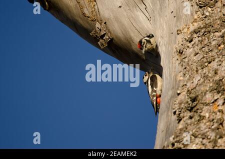 Femmina di grande picchio macchiato e cazzo nel suo nido. Foto Stock